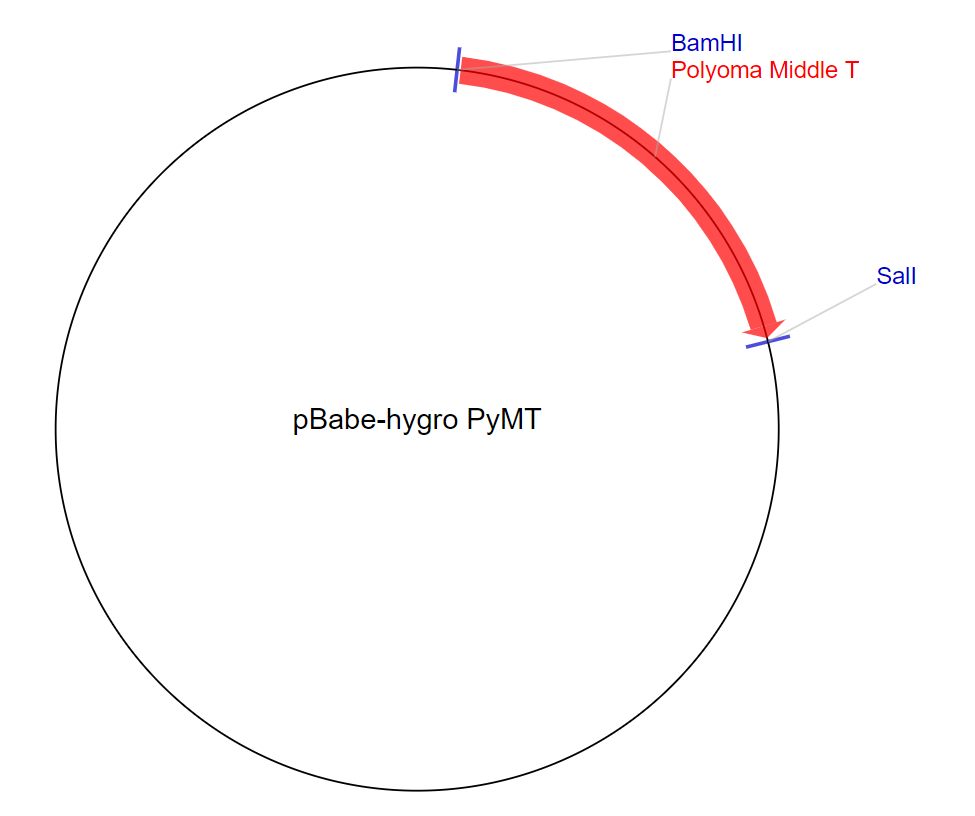 pBabe-hygro PyMT质粒图谱